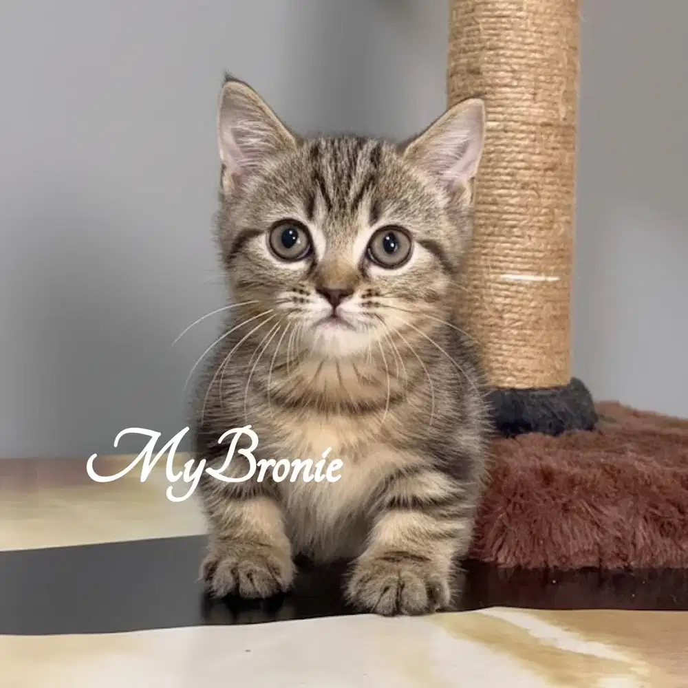 Kucing munchkin british shorthair jantan