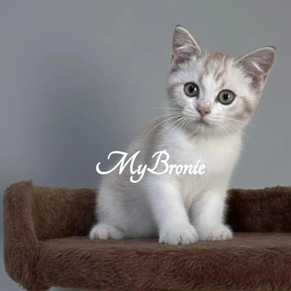 Kucing british shorthair betina