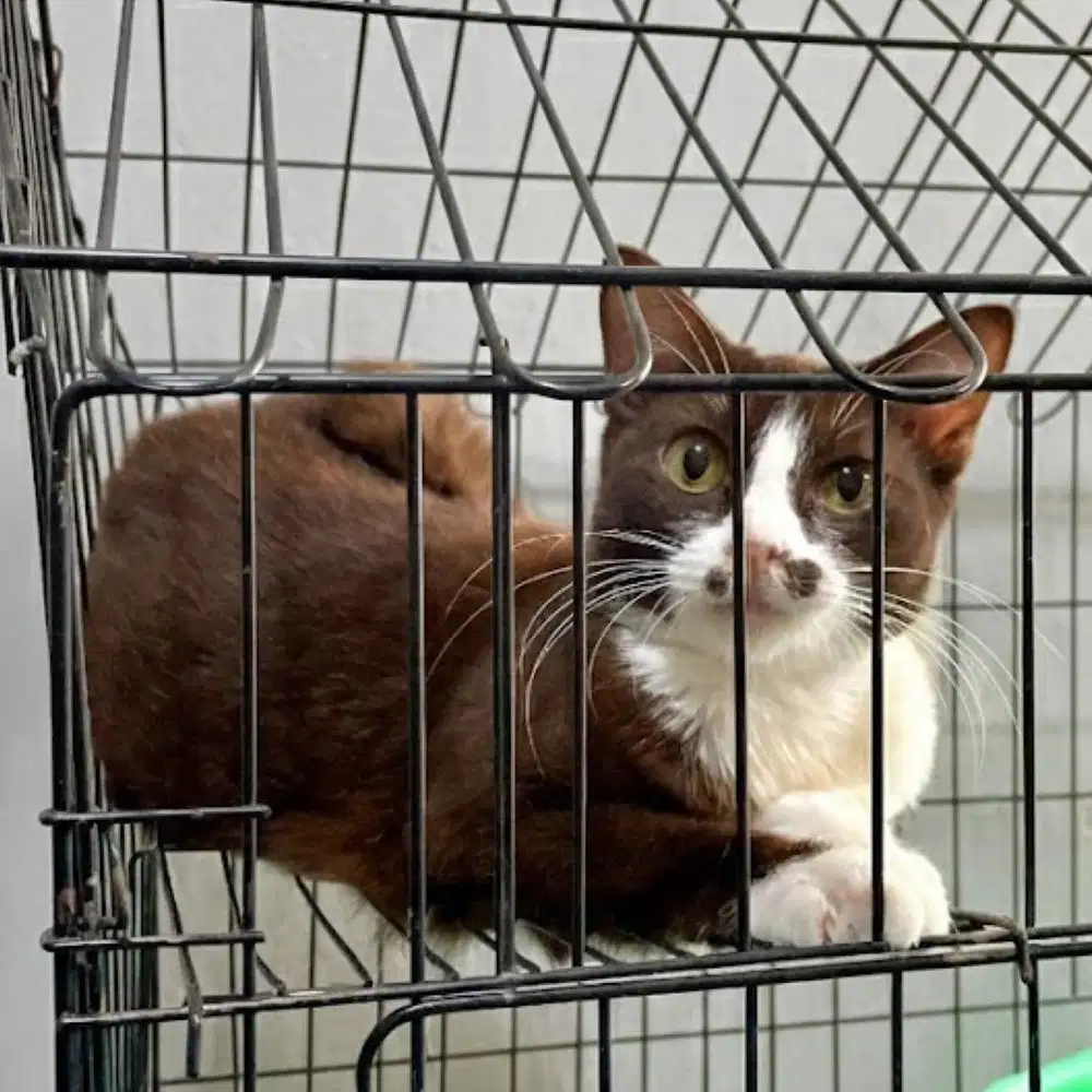 Kucing scottish straight bicolor choco betina