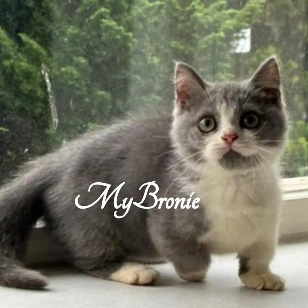 Kucing munchkin british betina blue bicolor