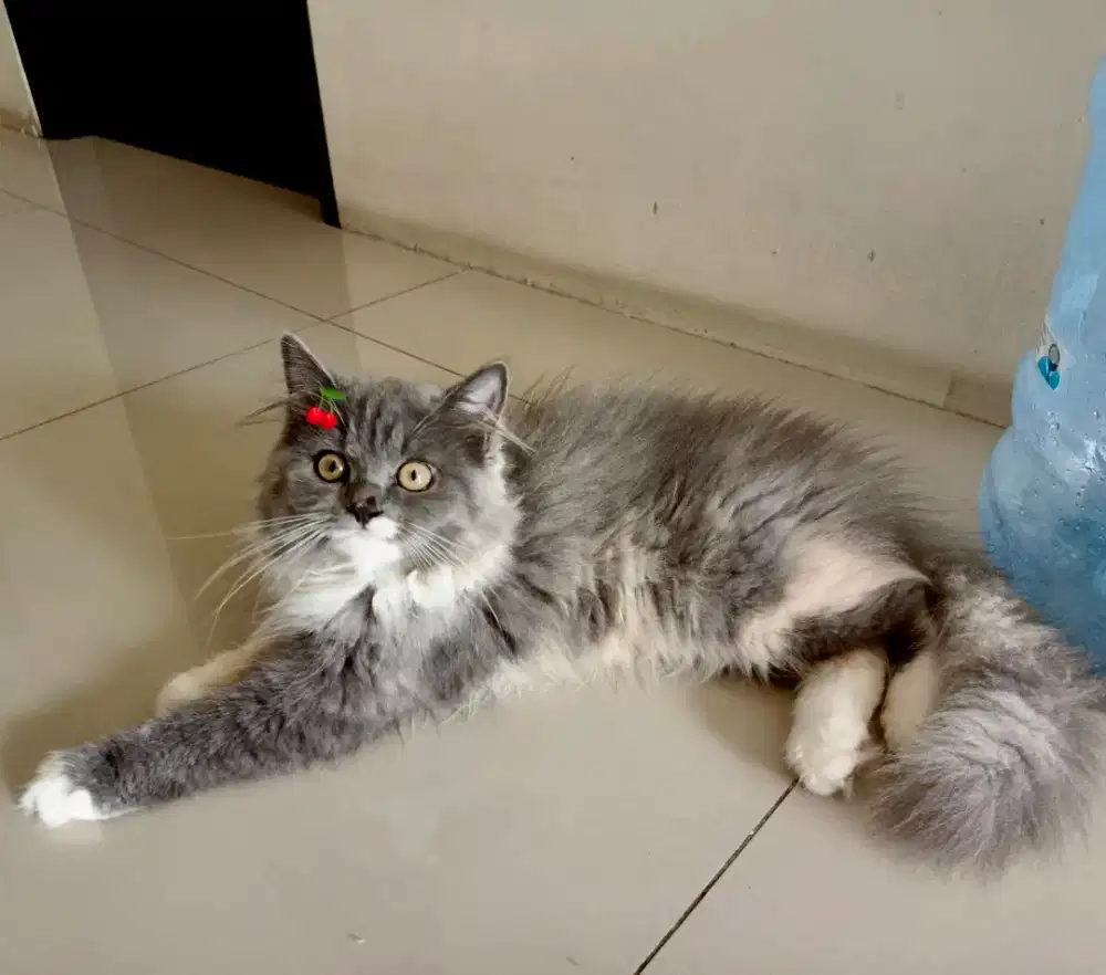 Kitten kucing persia longhair bigbone