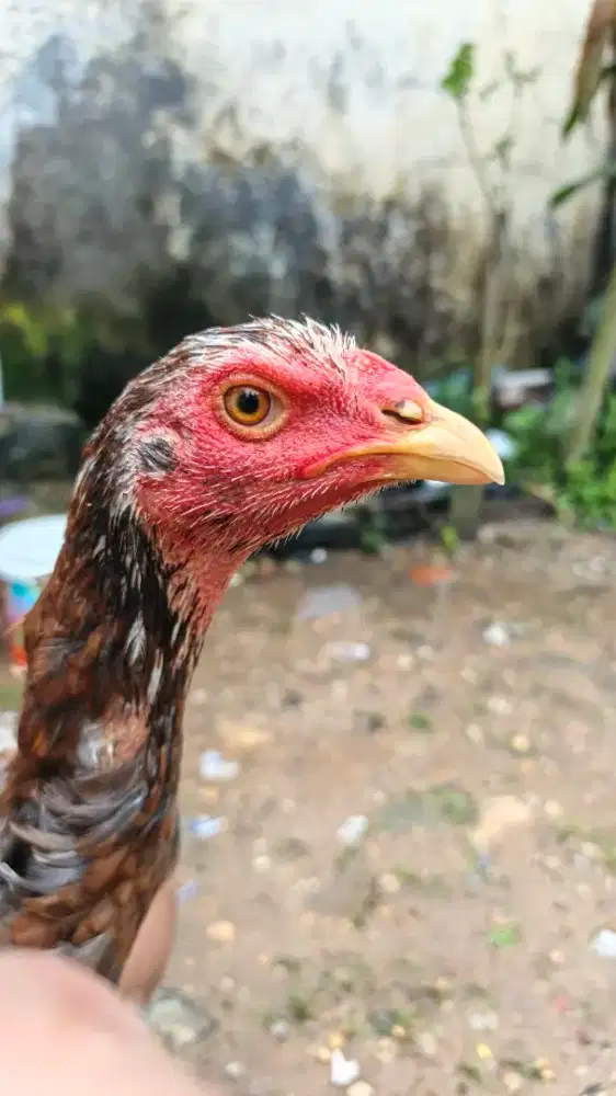 Jual ayam jenis mangonX bangkok