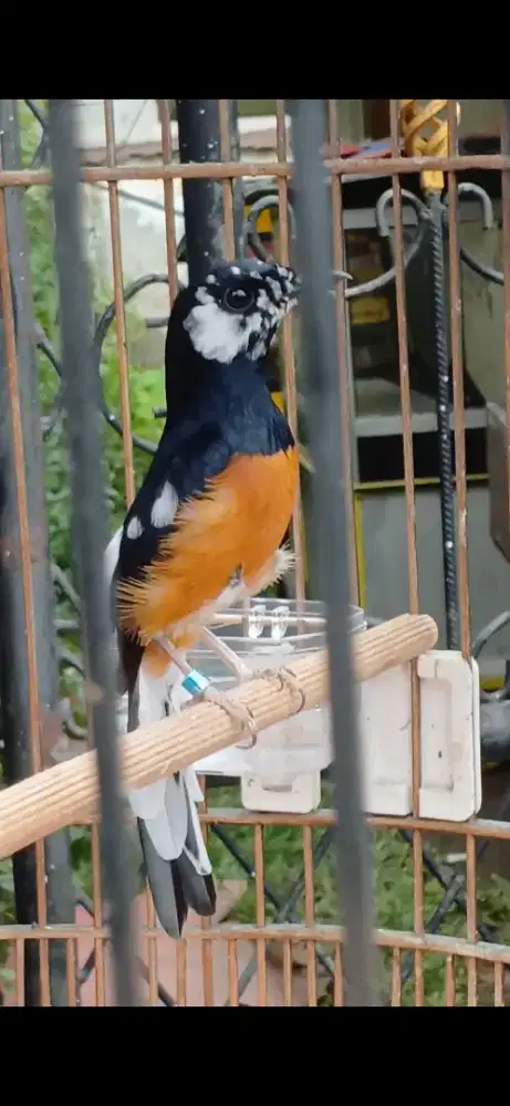 Murai jantan blorok figther