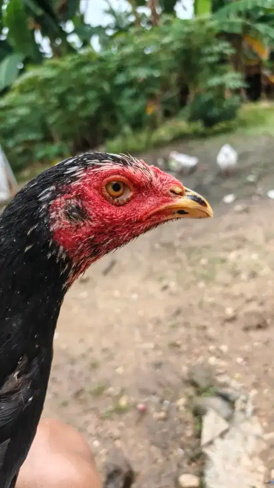 Jual ayam mangon x bangkok