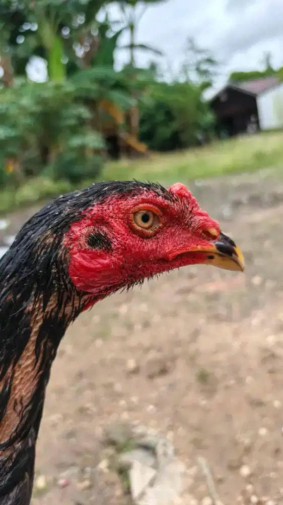 Jual ayam mangon x bangkok