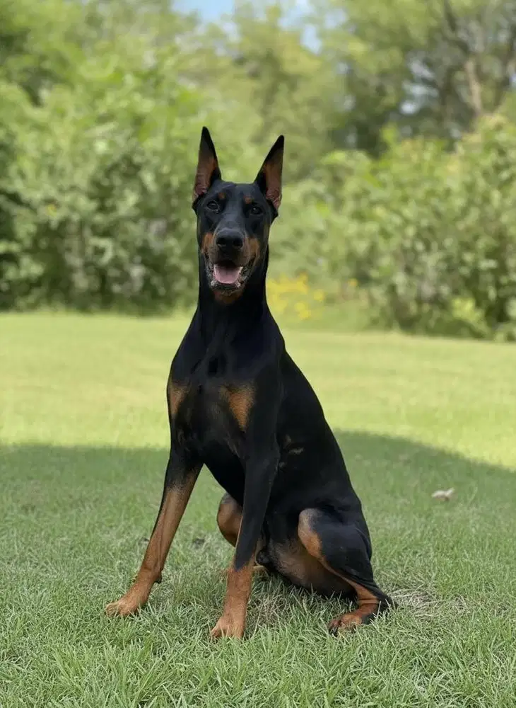 Doberman anjing polisi pelacak 10 bulan