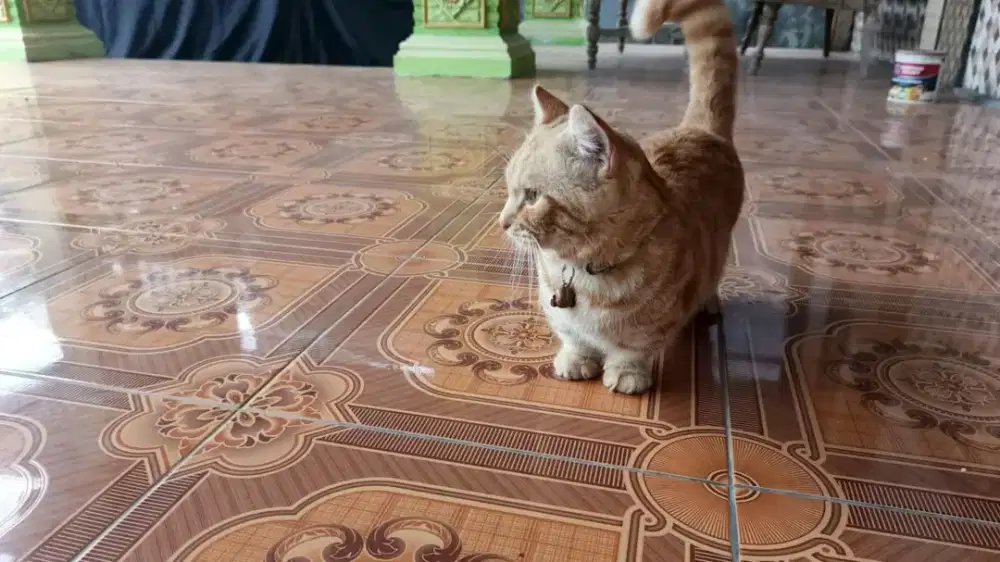 Munchkin x ss jantan