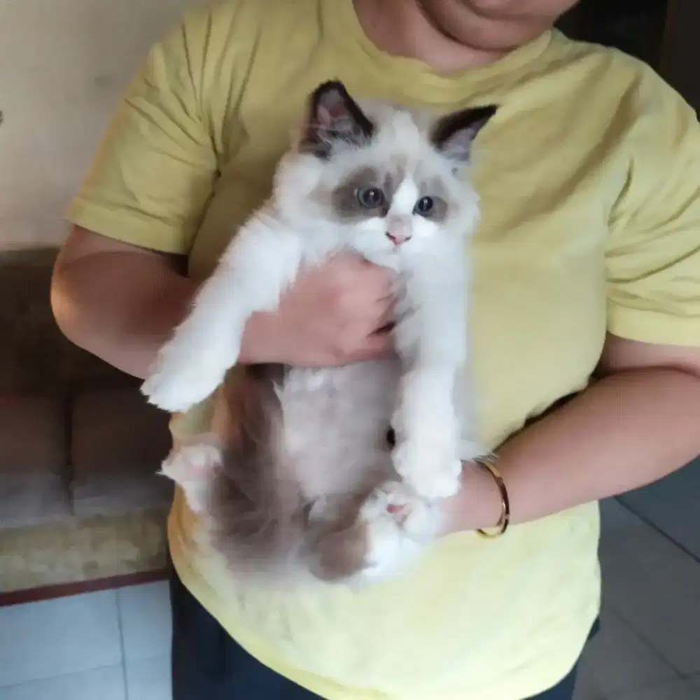 Ragdoll pure nonped