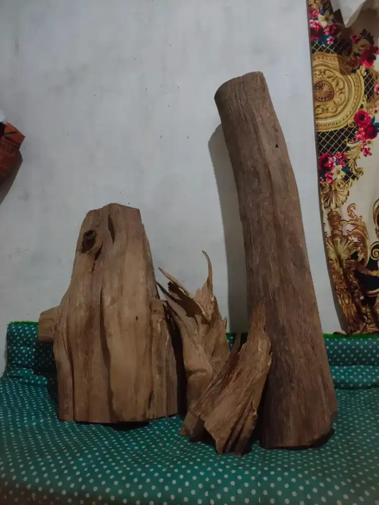 Gaharu medangan alami