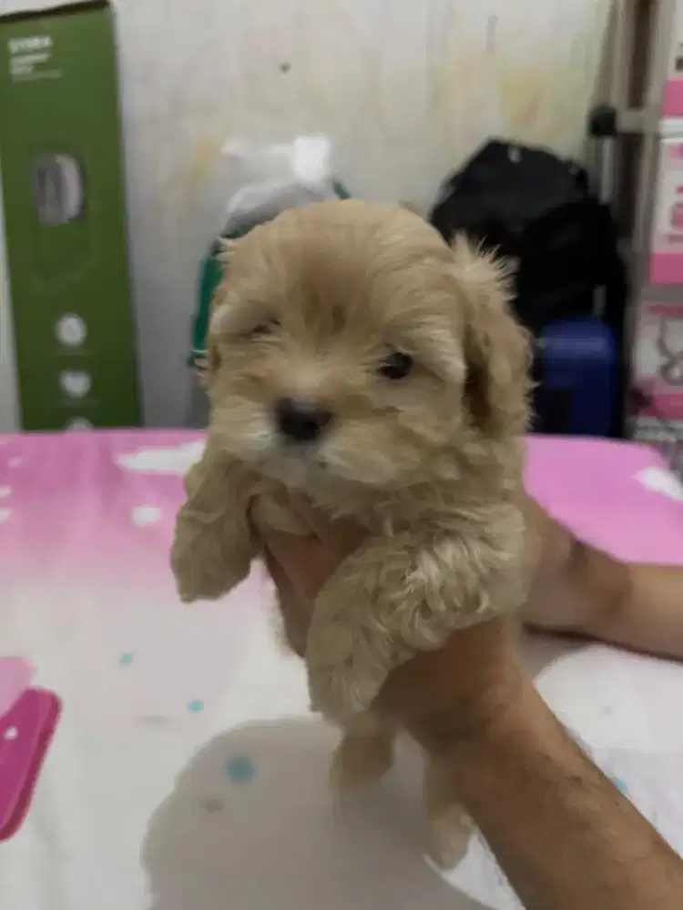 Maltipoo ( Maltese X Toy Poodle )