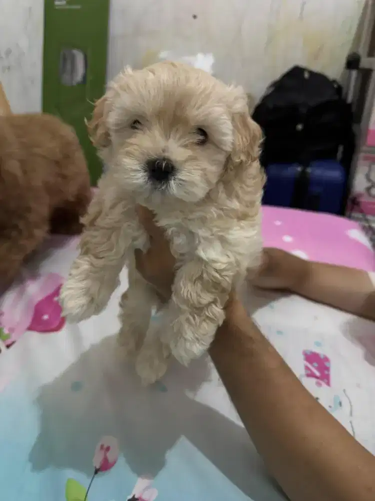 Maltipoo ( Maltese X Toy Poodle )