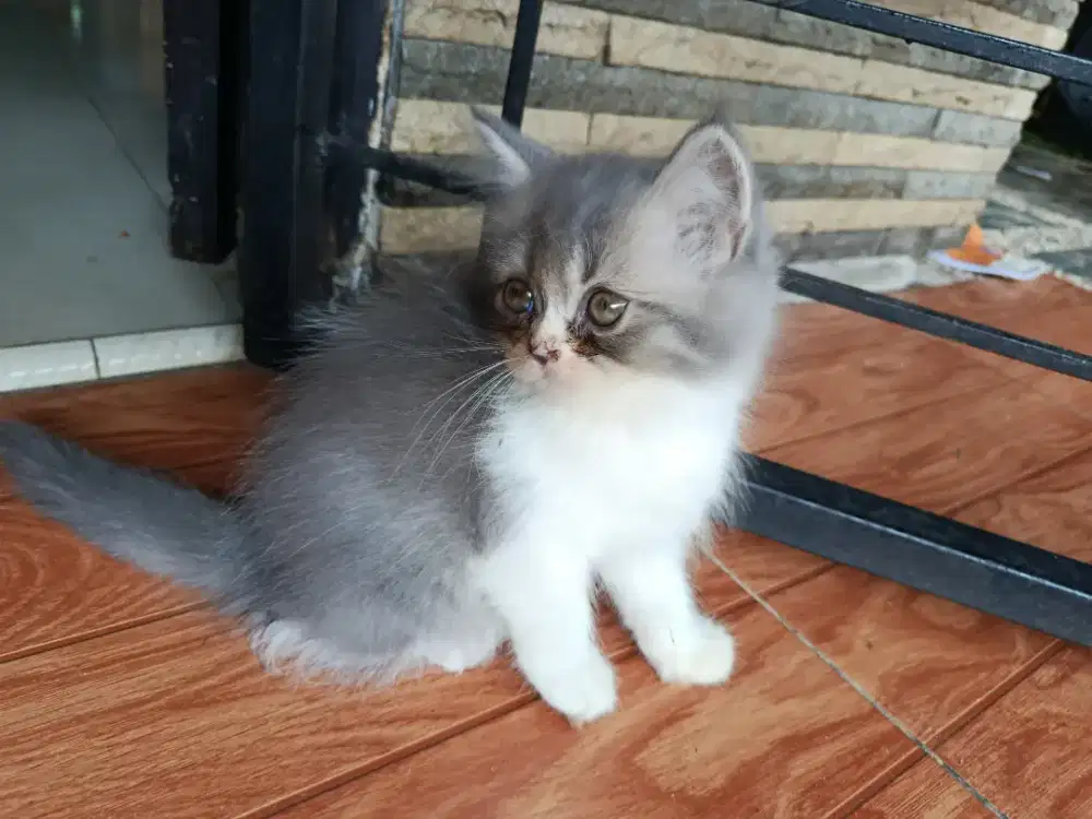 Adopsi kucing anggora warna langkah