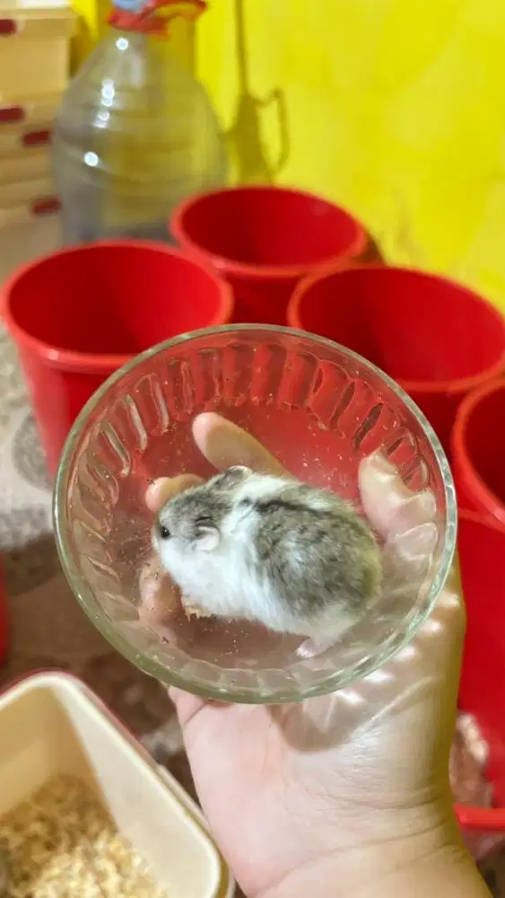 anakan hamster Panda winter white campbell usia 1-2 bulan