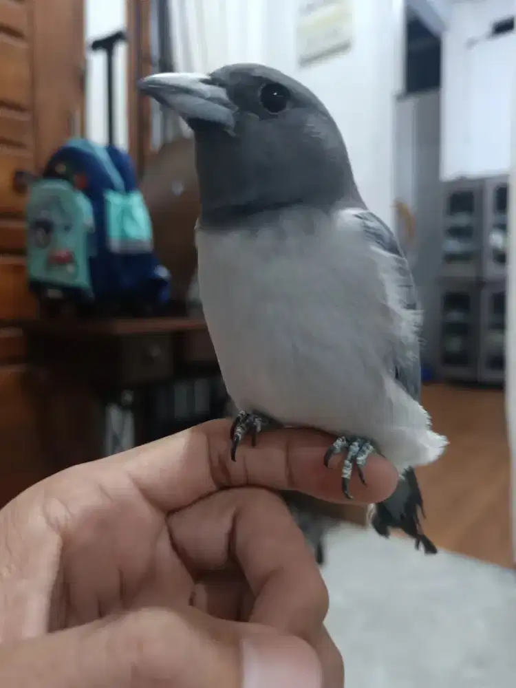 Kekep babi dewasa jinak