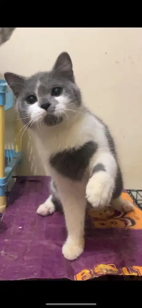 Kitten British short hair jantan