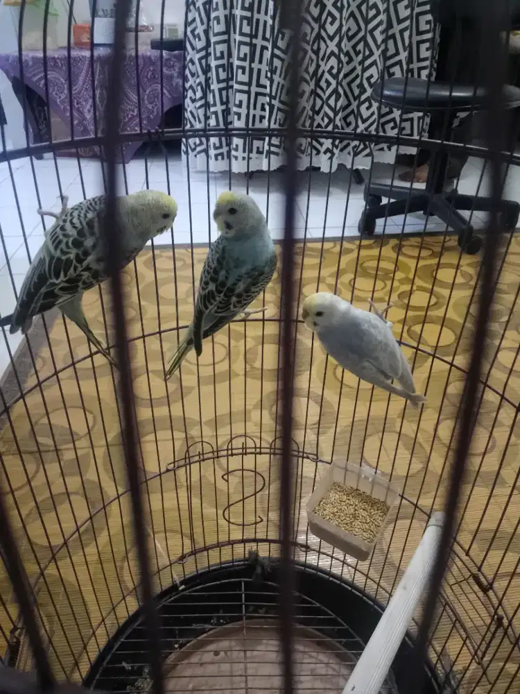 Anakan Parkit mutasi