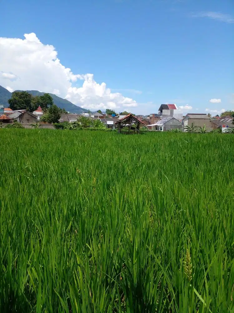 Tanah Sawah Dekat Universitas Garut - Jalan Raya Samarang Garut