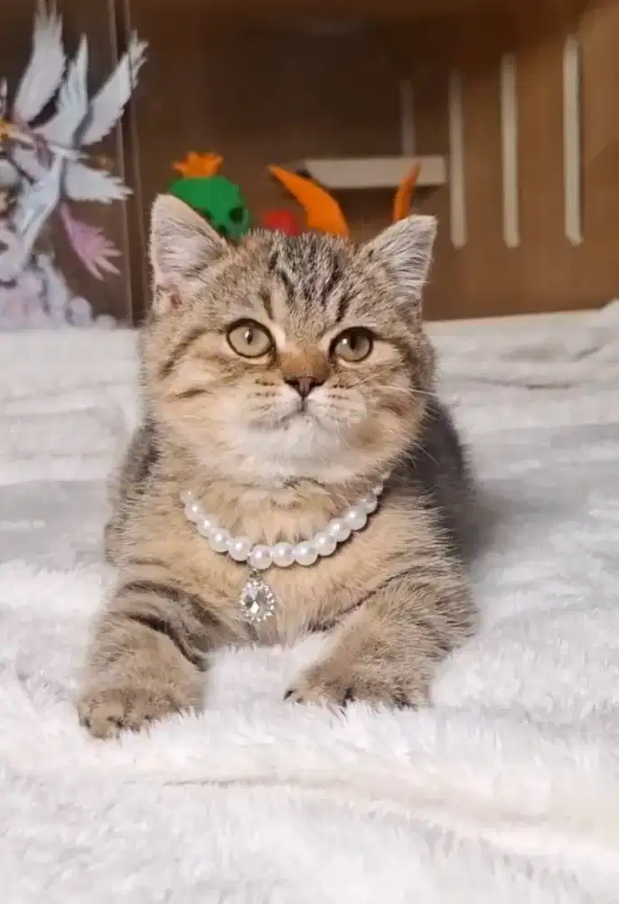 Kucing Kitten British Shorthair