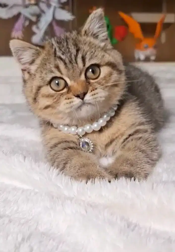 Kucing Lucu British Shorthair