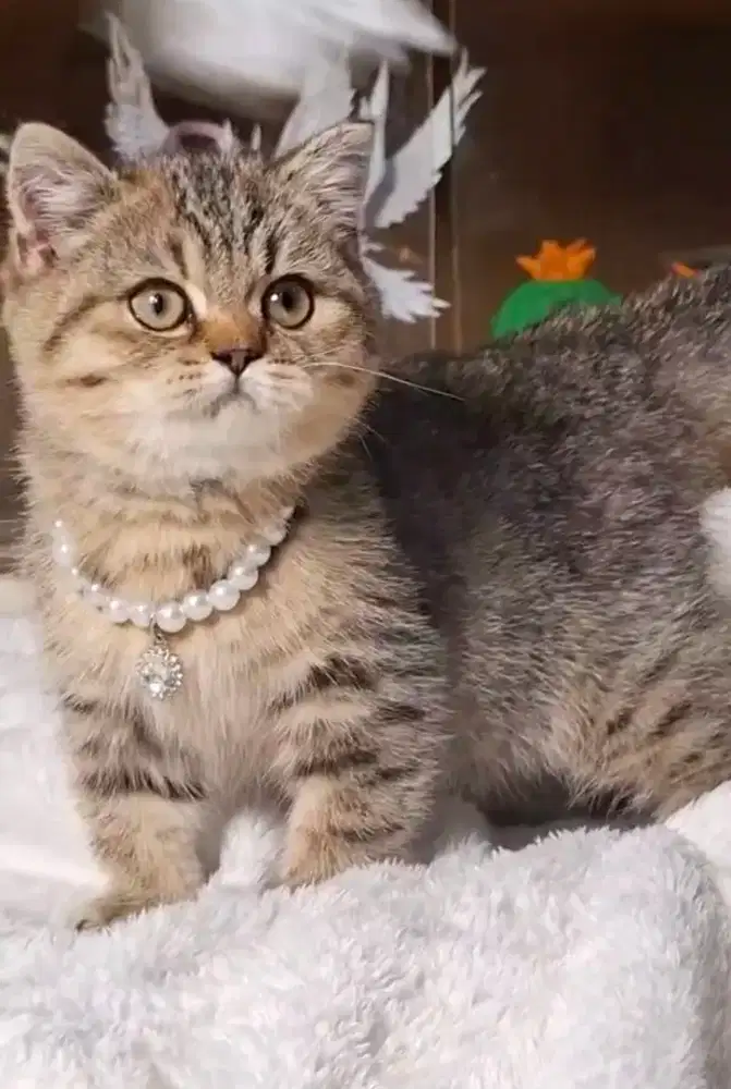 Kucing British Shorthair