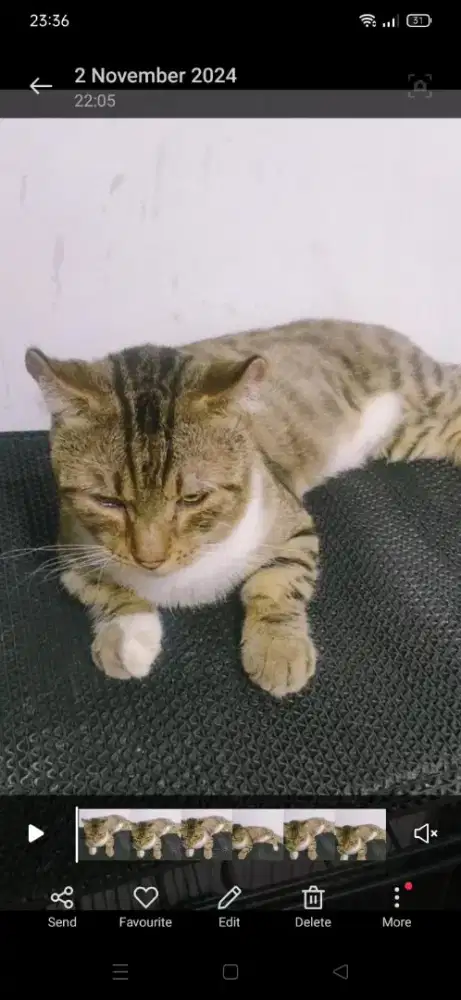 Jasa pacak kucing munckin ganetA standar kinkalao