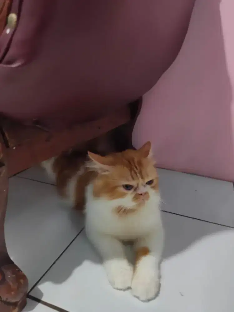 Jasa pacak kucing flatnose longhair