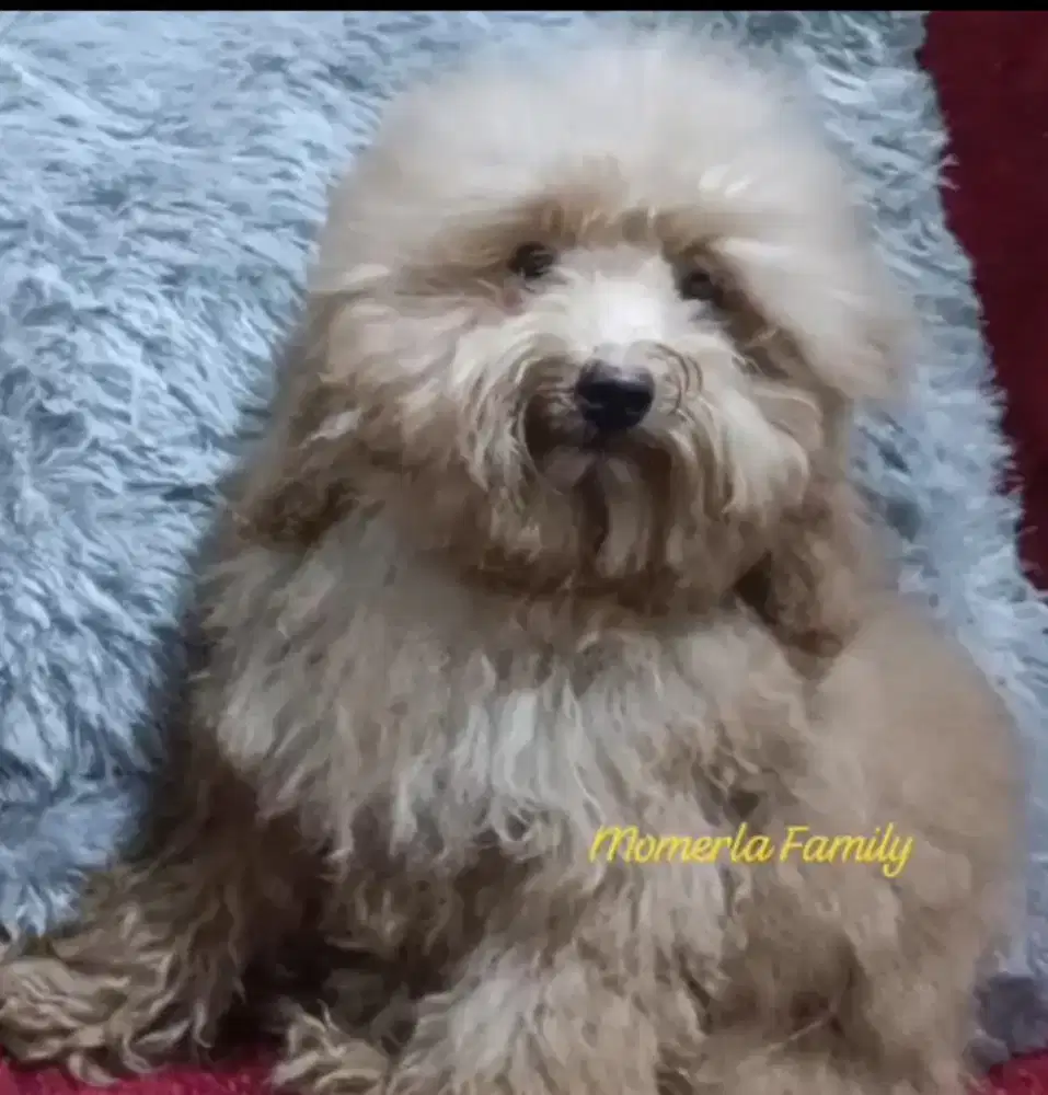 Poodle jantan STB perkin