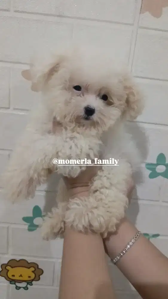 Poochon full white party betina cantik