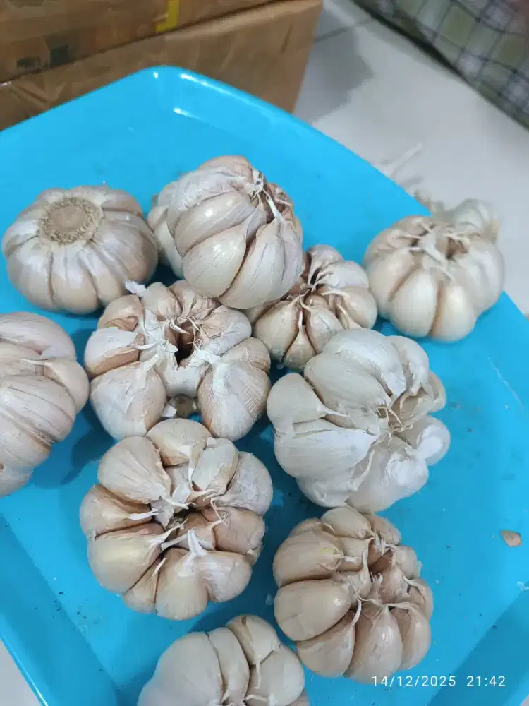 Bawang putih biasa