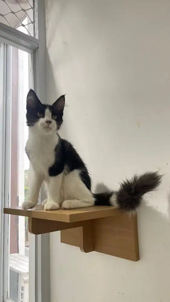 Mainecoon jantan bicolor