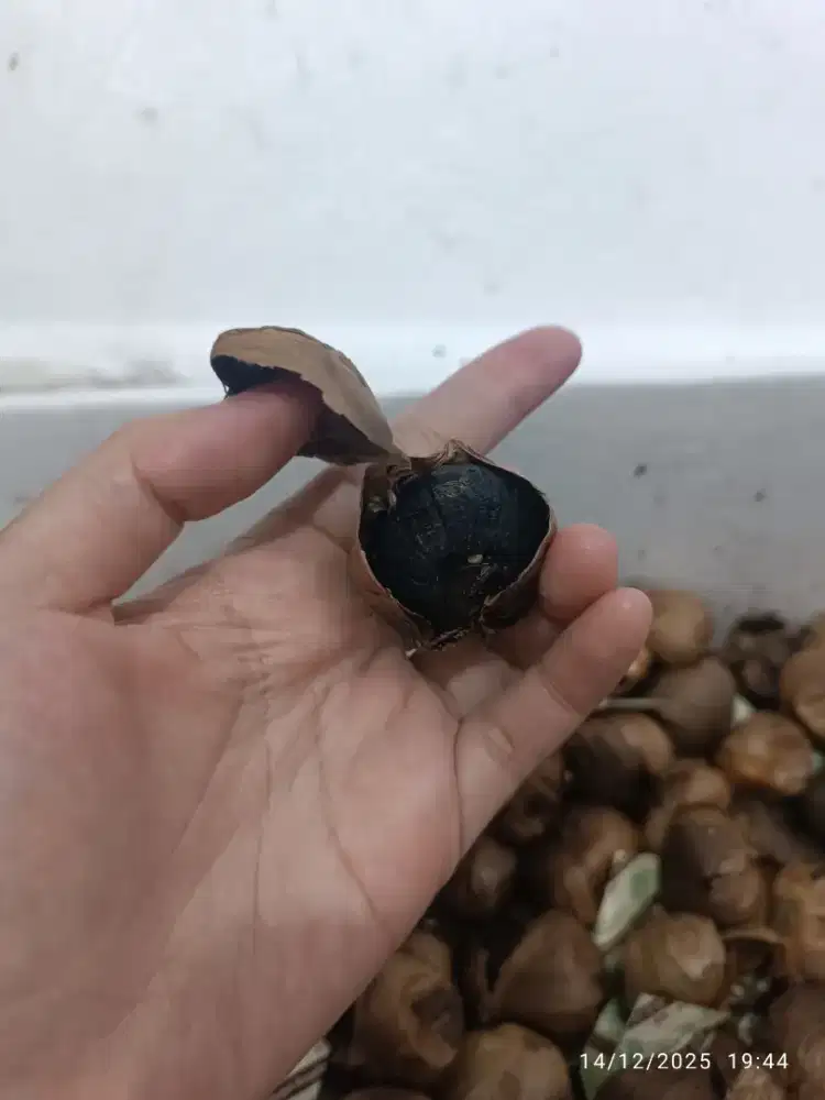 Black garlic untuk kesehatan