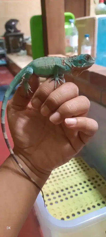 Jual beby iguana
