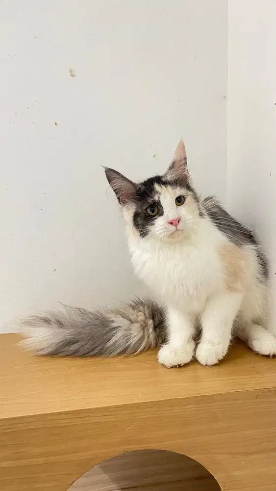 Mainecoon female calico