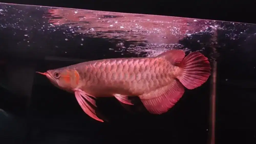 Arwana super red spesial anatomi 40cm