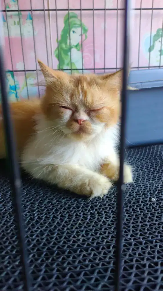 Jasa pacak kucing flatnose longhair