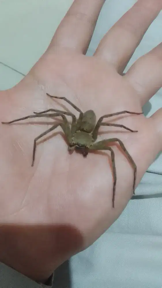 Laba laba Huntsman Spider