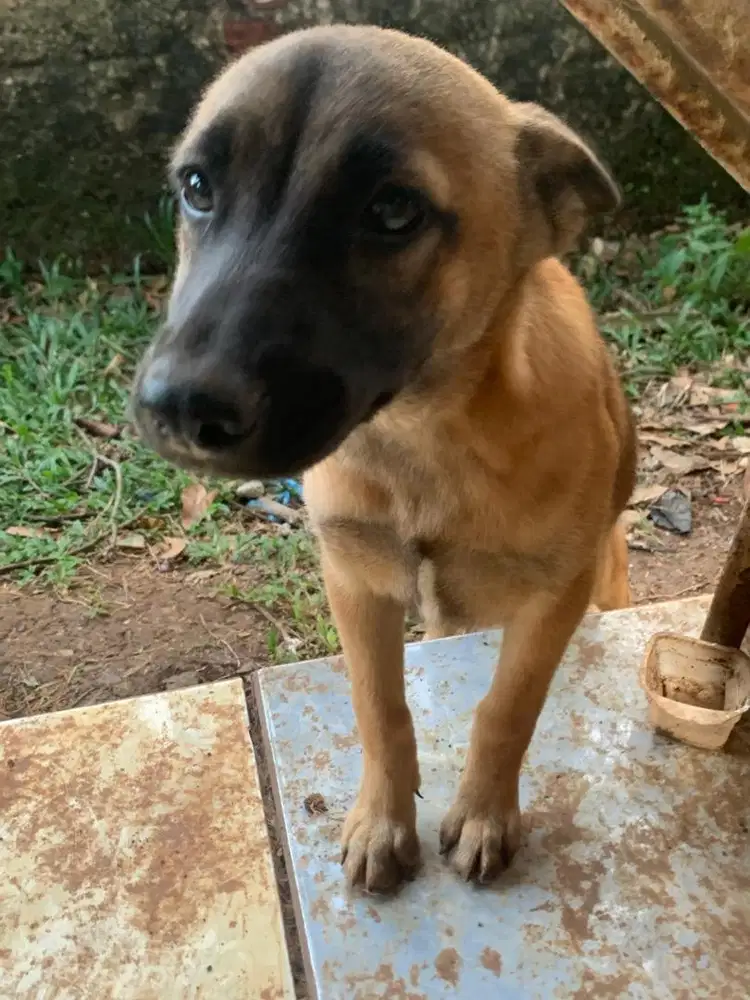 Jual anak anjing mix