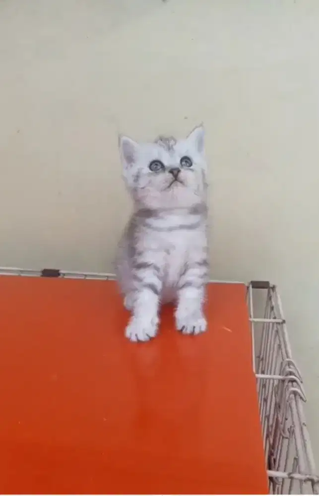 Kucing Kitten BSH silver tabby