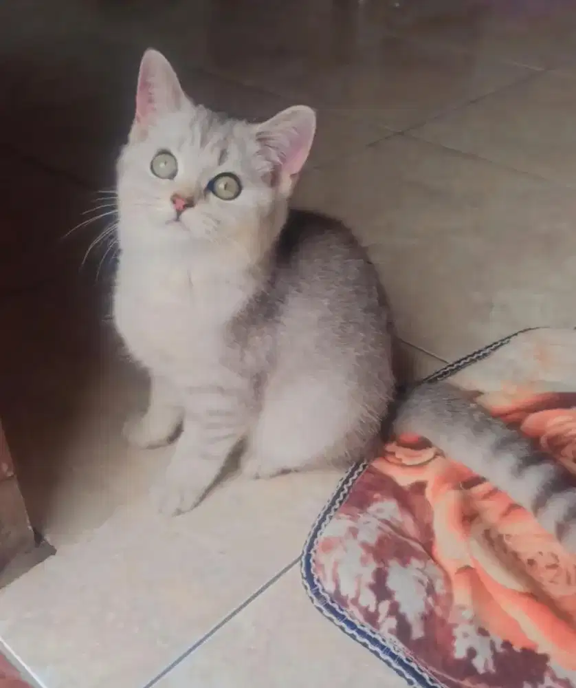 Kucing BSH silver tabby