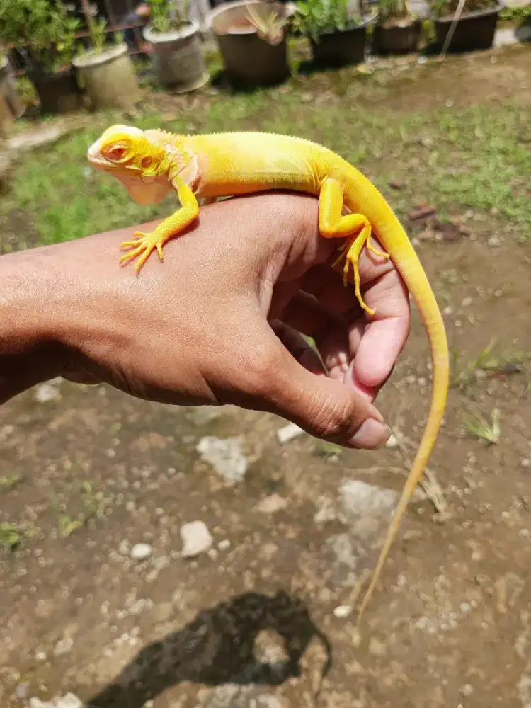 IGUANA ALBINO SIZE 35CM