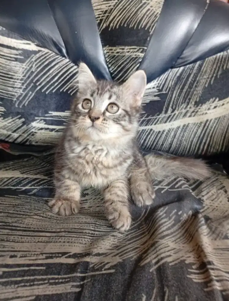 Lepas adop Kitten persia