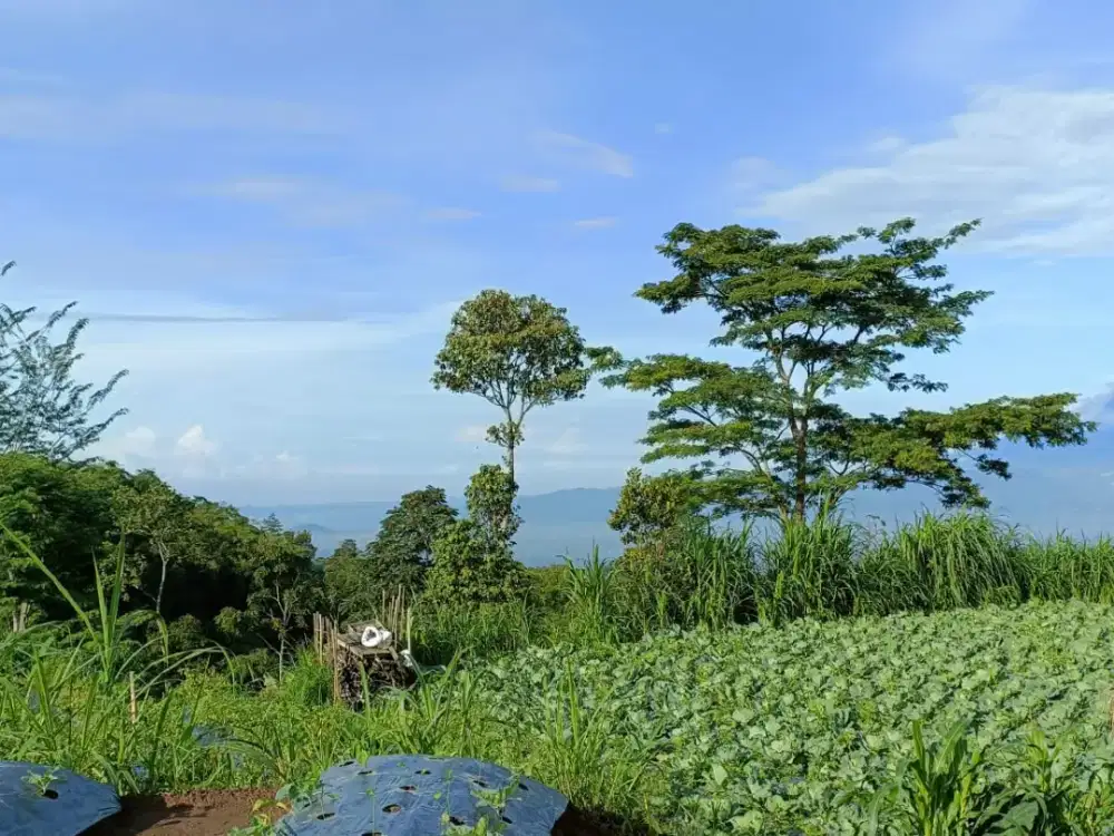 Tanah murah view bagus
