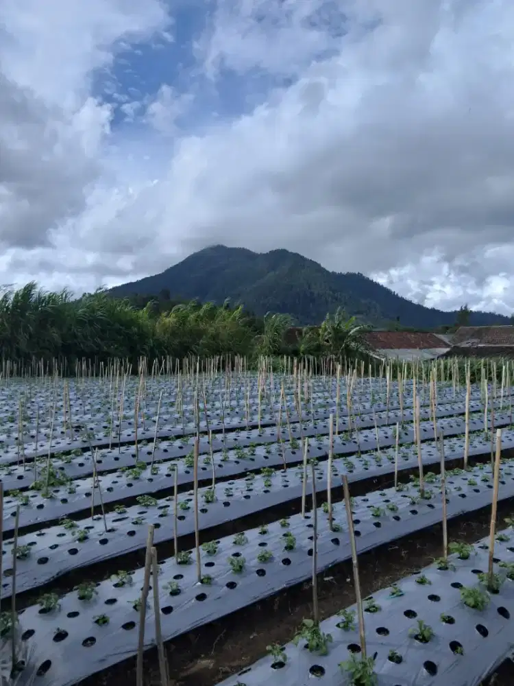 Tanah view gunung di kopeng