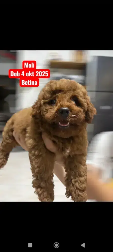 Red mini poodle puppies