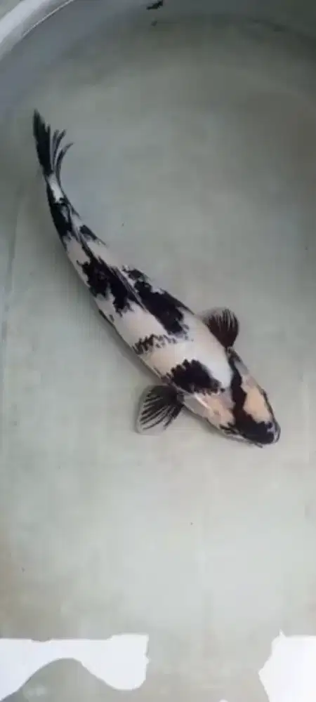koi shiro size 40cm