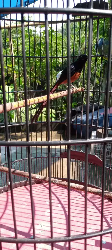 Murai Rajin Usia Mapan