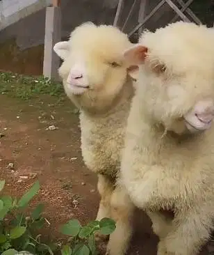 sepasang anakan cempe domba merino 4 bln 1 jantan 1 betina unggulan ok