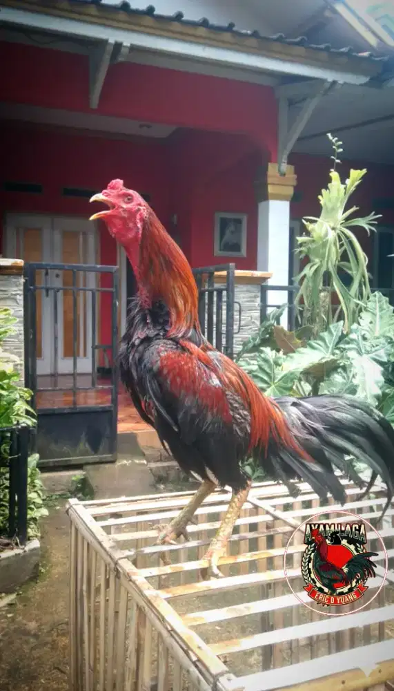 Ayam jago mangon siapan