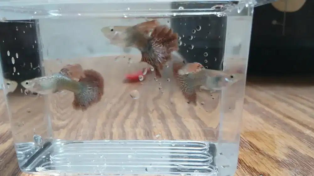 Ikan Guppy red dragon