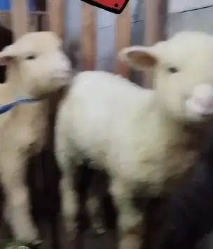 sepasang anakan cempe domba merino super 4 bln 1 jantan 1 betina unik